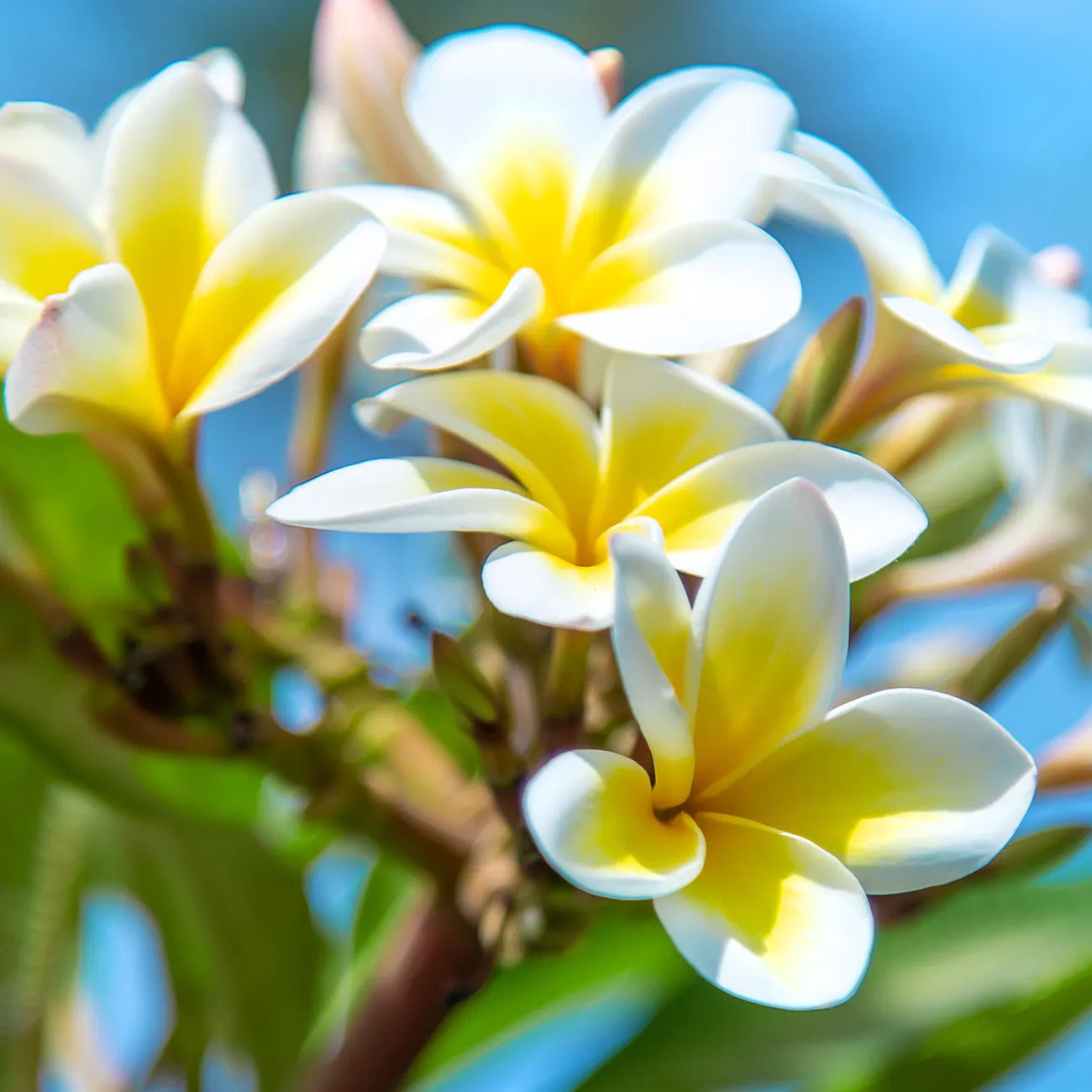Fleur de tiaré